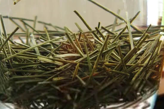 松针茶是什么品种松树_松针茶用的什么松树？