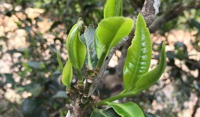 布朗山的老曼峨怎么样？老曼峨苦茶和甜茶的区别