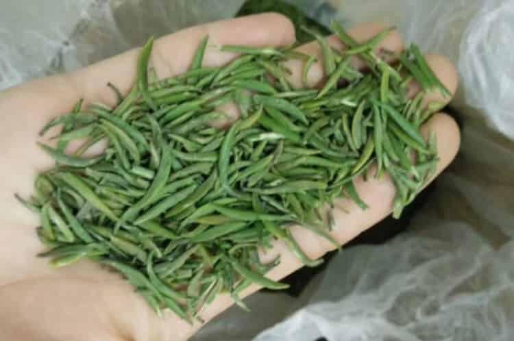 什么茶叶农药残留最多_什么茶最容易农药超标？