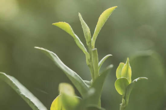 雨前和明前茶的区别