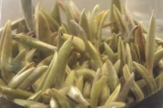 白茶经典茶语_福鼎白茶一句话茶语