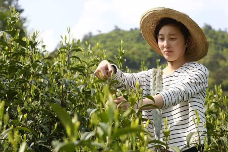 黄山猴魁茶叶多少钱一斤（100克拍出20万元天价的太平猴魁）