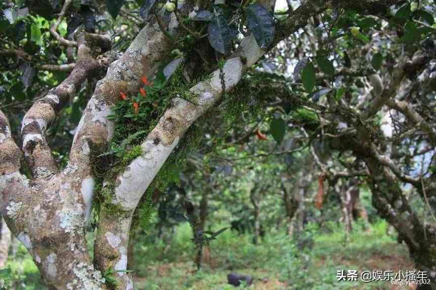 正宗的普洱茶产地有哪些？（普洱茶的产地在哪）