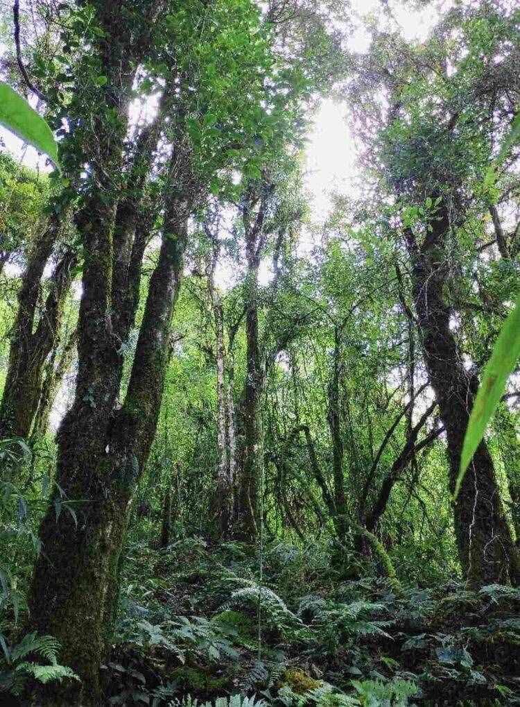 正宗的普洱茶产地有哪些？（普洱茶的产地在哪）