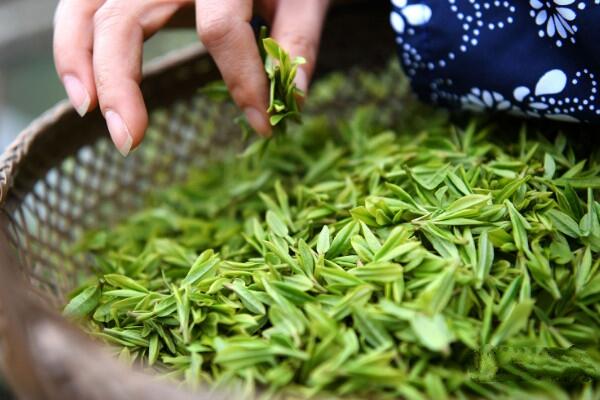 雨前和明前茶的区别_雨前和明前茶哪个好