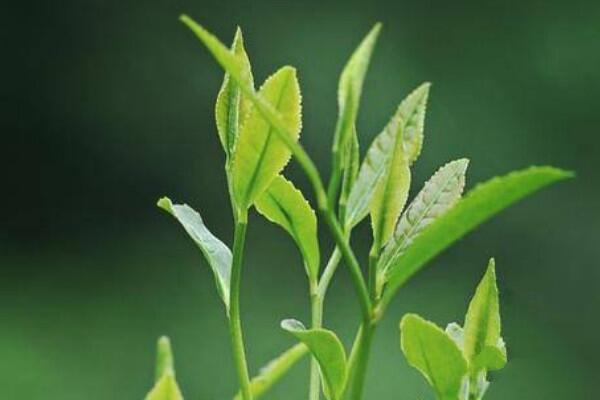 明前茶是几月份的明前茶都有什么品种