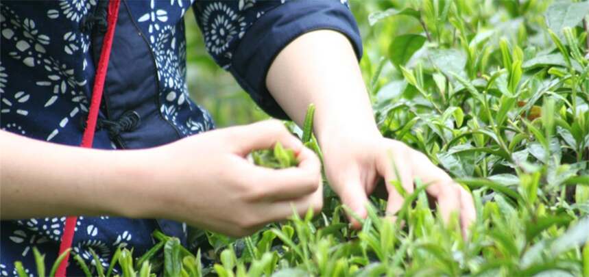 君山银针制作工艺_非遗制茶工艺介绍