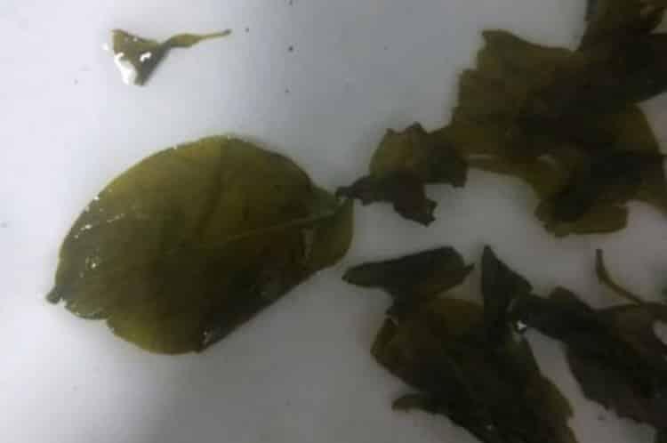 丁香茶去哪里买_丁香茶药店买还是超市？