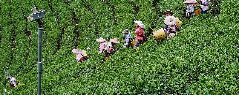 阿里山茶叶是一种什么茶（阿里山茶的价值以及怎么辨别真假）