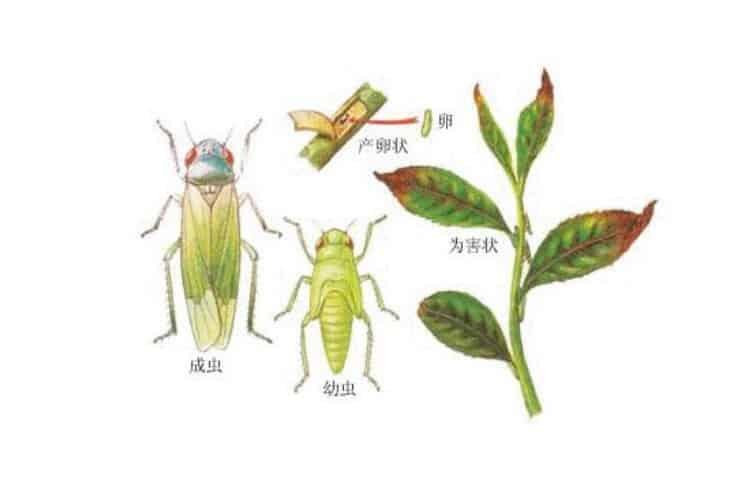 专打茶小绿叶蝉的农药_茶叶绿叶蝉打什么药最有效？