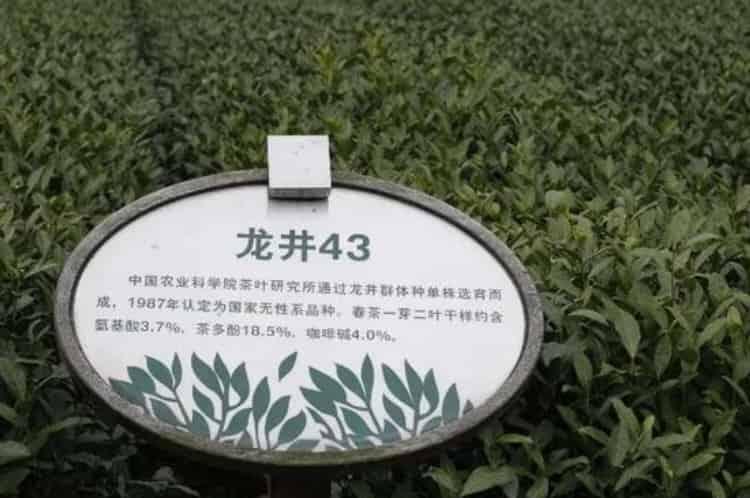 乌牛早茶多少钱一斤_乌牛茶市场价！