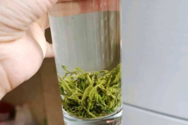 黄山野茶的功效与作用_野生茶有什么好处？