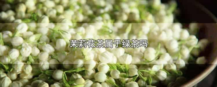 茉莉花茶属于绿茶吗