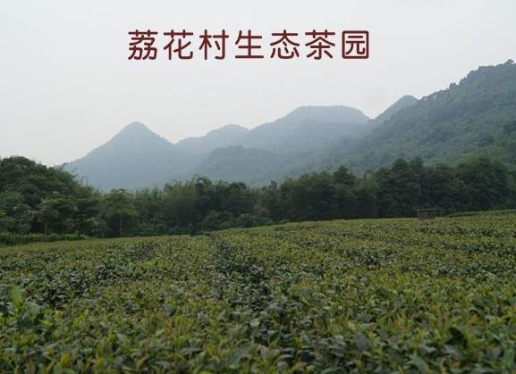 荔花村英德红茶怎么样？价格多少钱一斤？