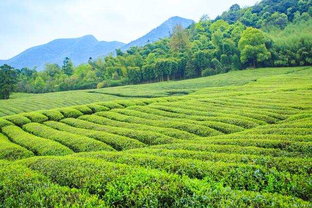 黄山什么茶叶好喝？黄山6大名茶，你喝过几种