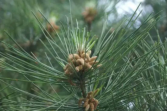 长期喝松针茶的副作用_松针茶能长期喝吗？