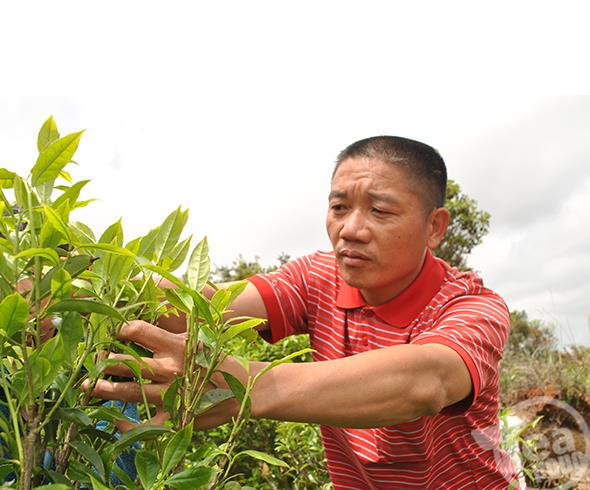 天价宋种单丛茶，毛茶一斤100万当场卖掉