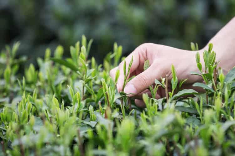 西湖龙井茶好坏的鉴别图_观察茶叶外形/看产地