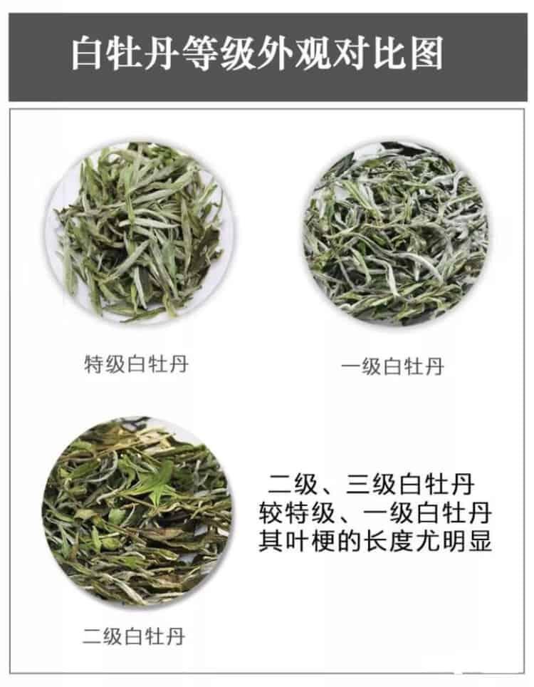 白茶有几个等级？（白茶分类等级详细介绍）