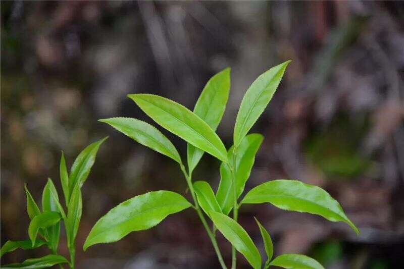 叶形似“竹叶”的单丛茶，以“王”尊称!