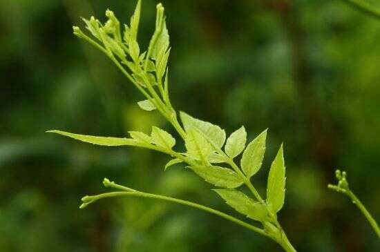 寒凉体质能喝莓茶吗_什么体质的人适合喝莓茶？