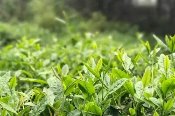 绿茶的种类_绿茶有哪些种类排名