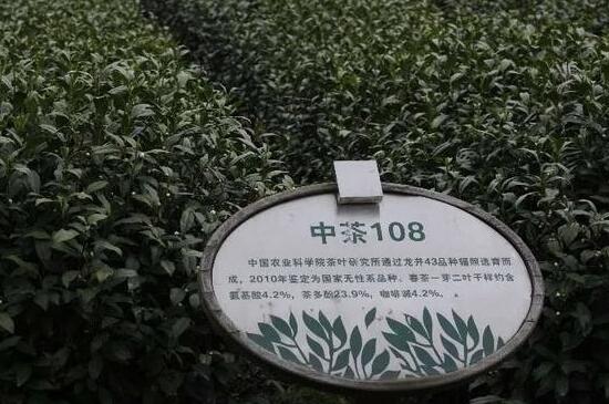 2020年乌牛早茶多少钱一斤，春茶乌牛早的采摘上市时间与价格