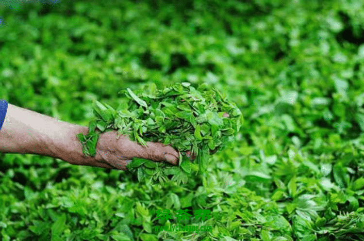 【茶功效】青钱柳茶的功效与作用 青钱柳茶的四大禁忌