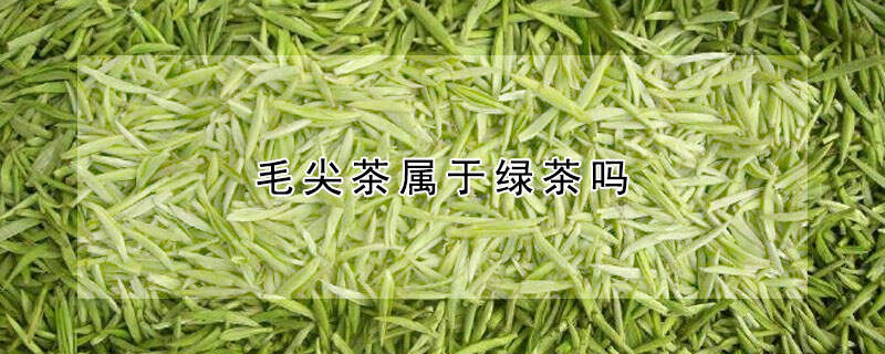 毛尖茶属于绿茶吗？