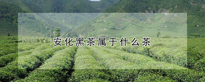 安化黑茶属于什么茶？