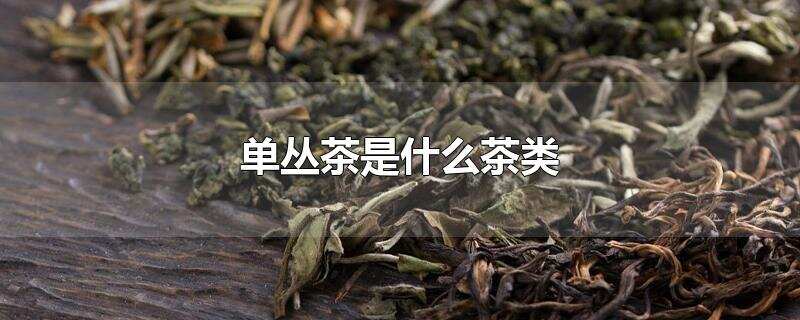 单丛茶是什么茶类？？