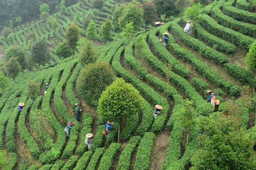 茶叶茶擦脸有什么好处