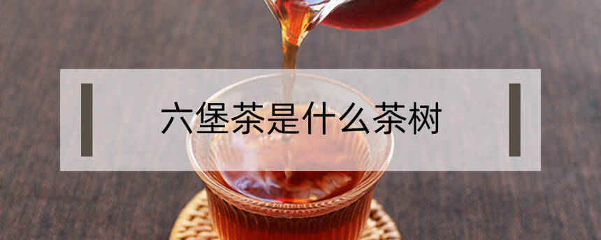 六堡茶是什么茶树