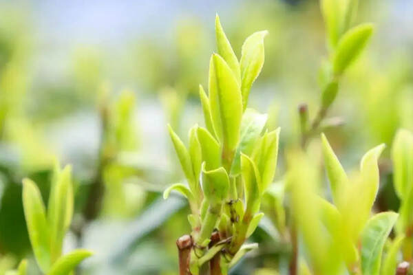 新昌西湖龙井是绿茶吗？新昌西湖龙井属于哪种茶叶