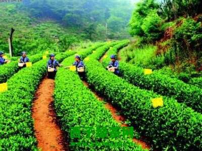 【茶功效】山东日照绿茶的功效与作用 山东日照绿茶怎么样