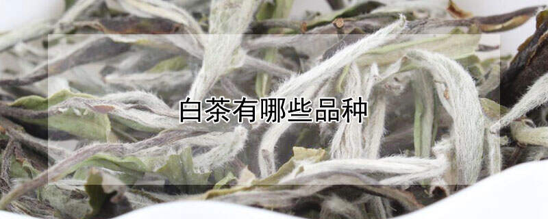 白茶有哪些品种