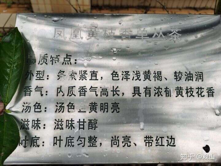 凤凰单丛茶十大香型