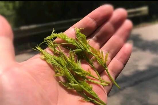 张家界茅岩莓茶与藤茶是同一种茶吗_藤茶跟莓茶一不一样？