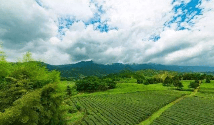 【茶功效】小布岩茶的功效与作用