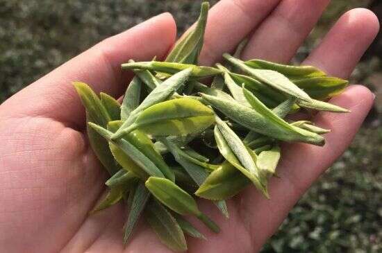 银针茶多少钱一斤，银针茶叶的价格