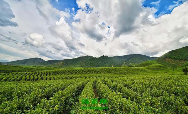 【茶功效】羽绒茶是什么茶 羽绒茶的功效与作用