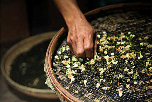 茉莉茶多少钱一斤？喝茉莉花茶有哪些好处呢