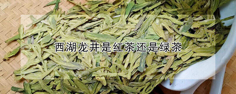 西湖龙井是红茶还是绿茶