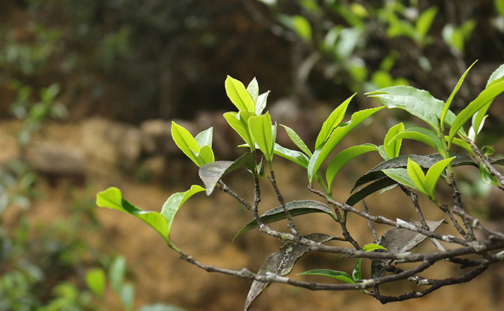 你知道这些茶叶所代表的茶语意思吗？