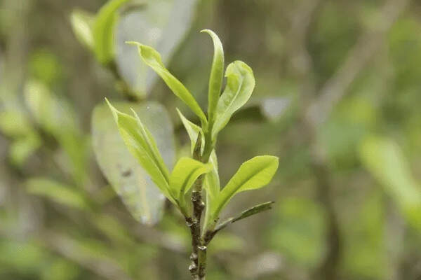 刮风寨古树茶的特点_刮风寨小树与古树茶区别