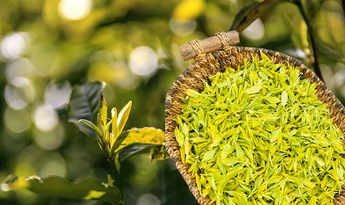 缙云黄茶是什么缙云黄茶的功效与作用