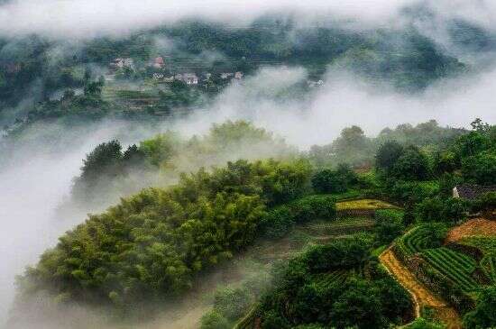 高山云雾茶多少钱一斤_黄山高山云雾茶价格