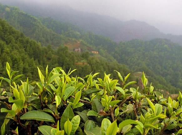 推荐几款性价比绝高的英德红茶