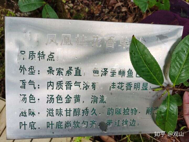 凤凰单丛茶十大香型