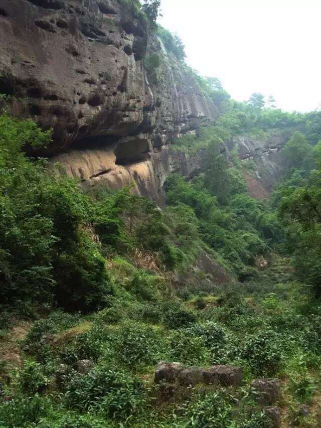 武夷山为什么盛产武夷山茶为什么好喝？